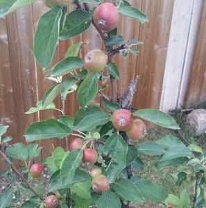 Meet your Posher, Thao